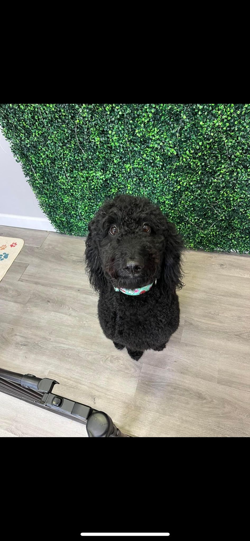 A freshly groomed pup at Bubbles & Bows